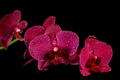 Orchidea II