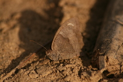 Motýlik