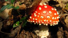 Muchotravka cervena