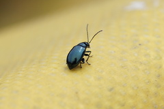 Bug