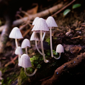 houby magicky