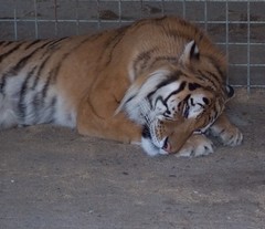 tiger