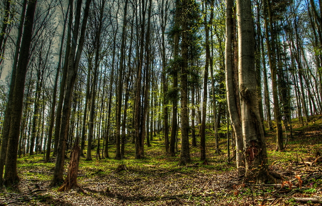 Kojšovský les