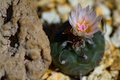 Turbinicarpus polaskii