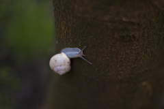 Snail