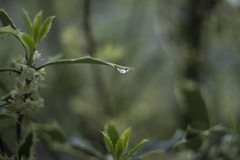 Drop