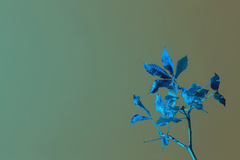 IR leaves