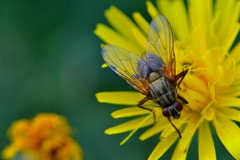 Insect
