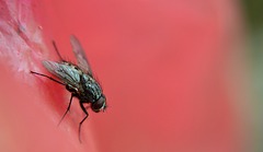 Fly