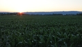 Kukuričné pole pri západe slnka