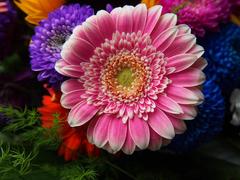 Gerbera