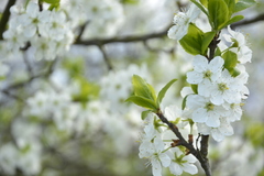 spring spirit