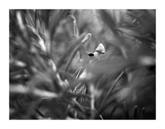 Modlivka 4 - Úsmev dravca