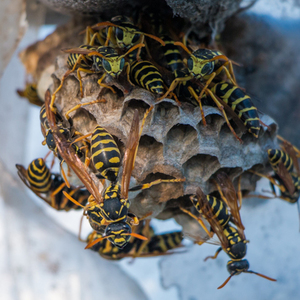Bzzzzz