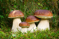 boletus edulis