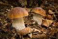 boletus edulis