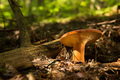 Lactarius volemus