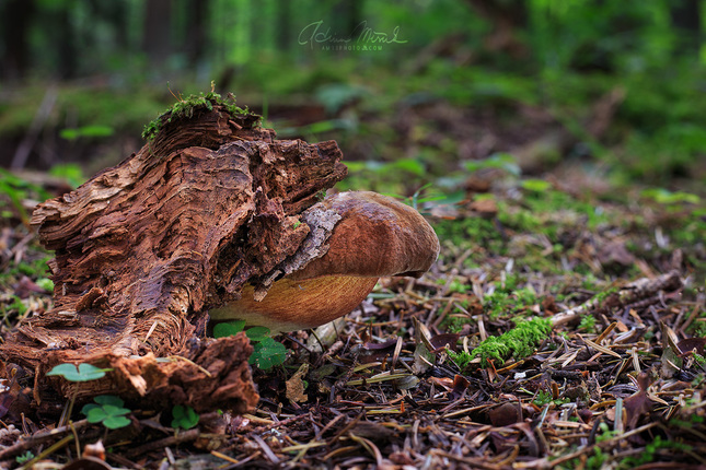 Neoboletus luridiformis