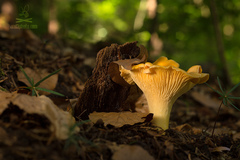 Cantharellus cibarius