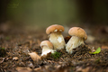 boletus edulis