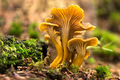 Craterellus tubaeformis