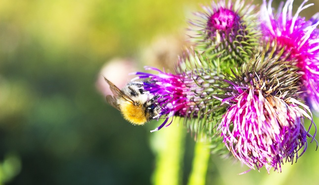 Bee on the flower