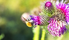 Bee on the flower