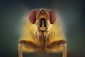 o O FLY O o