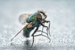 Deadfly