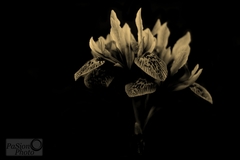 iris inak