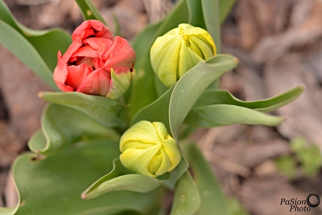 tulipánky