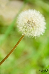 púpavka