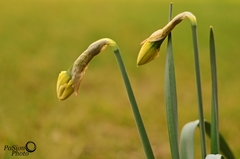narcisky