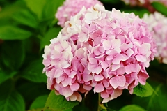 hortenzia