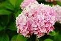 hortenzia