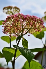 hortenzia