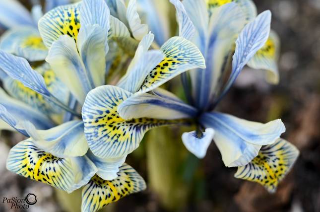 iris