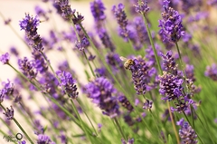 levandula
