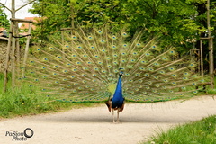 páv