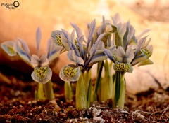 iris