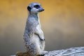 Mongoose