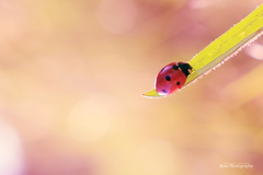 Ladybug