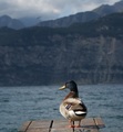 Lago di Garda