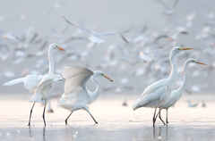 Great egret.