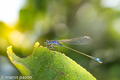 zygoptera