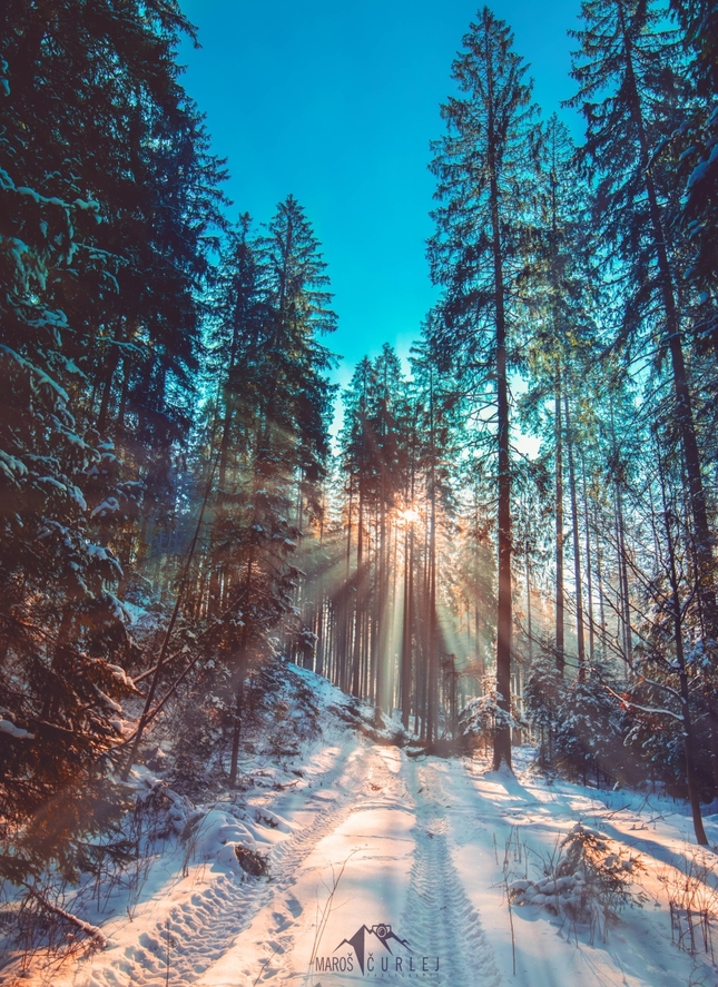 Keď sa slnko prediera lesom
