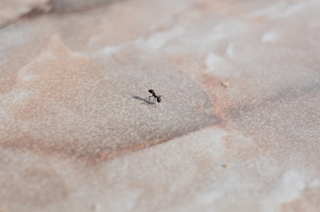mravenečci jak se pilne prochádz