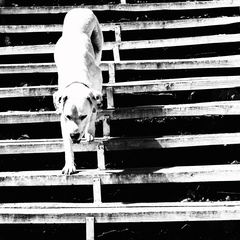 Step by step