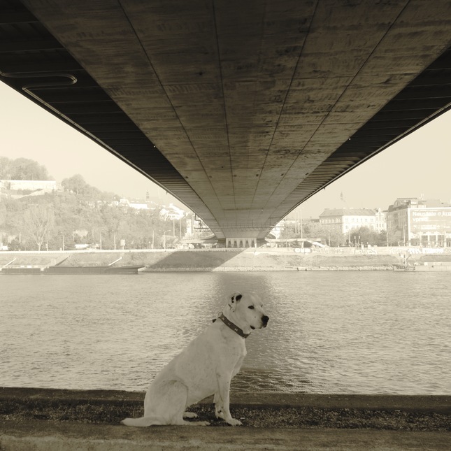 Akira pod mostom