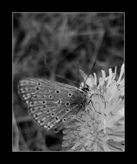 motýľ ....